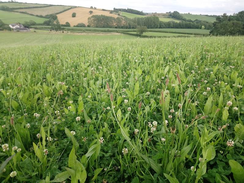 Foxley Herbal Ley Foxley Farm Supplies